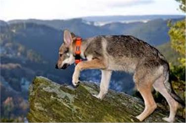 Um Verwechslungen zu vermeiden, sollen Wolfshunde (im Bild ein Tschechoslowakischer) mit einem gut sichtbaren Halsband gekennzeichnet werden; außerdem gehören sie an die Leine. Foto: LPA/pixabay