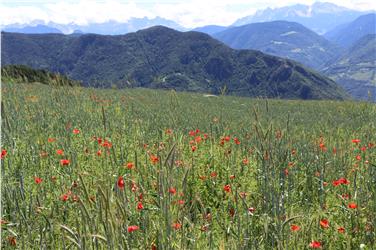 Neue Impulse für Südtirols Landwirtschaft soll ein von Agrarlandesrat Schuler einberufener Beirat geben, der sich im August zu seiner konstituierenden Sitzung trifft. Foto: LPA/Maja Clara