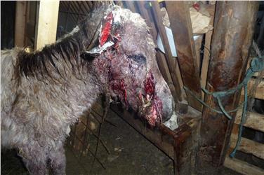 Der von freilaufenden Hunden schwerstens verletzte Esel musste notgeschlachtet werden. Foto: LPA/Amt für Jagd und Fischerei