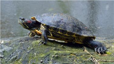 Innerhalb 31. August 2019 muss die Meldung invasiver exotischer Arten - im Bild eine Rotwangen-Schmuckschildkröte - an das Umweltministerium erfolgen. Foto: www.pixabay.com