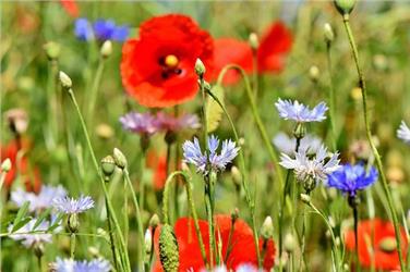 Landesregierung finanziert Biodiversitätsmonitoring - Foto: px