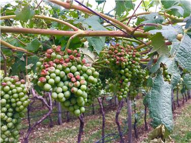 Schäden im Weinbau waren am Kalterer See nach einem Hagelgewitter zu verzeichnen. Foto: LPA/Landeswetterdienst