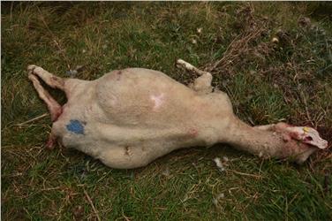 Auf Hunde sind 25 tote Schafe zurückzuführen, die Anfang Oktober am Eingang des Schlandrauntales aufgefunden wurden. Foto: LPA/Amt für Jagd und Fischerei