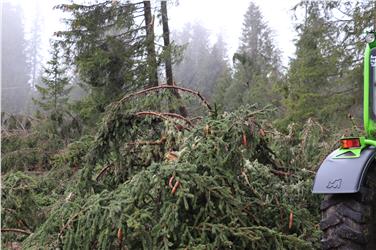 Über Ausmaß und Aufarbeitung der Schäden nach dem Sturm vom 29. Oktober (im Bild im Latemar-Wald oberhalb von Welschnofen) wird bei den Forsttagsatzungen im Bezirk des Forstinspektorates Bozen 2 informiert. Foto: LPA/Maja Clara