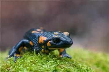 Die 13 heimischen Amphibienarten stellt die Sonderausstellung im Naturparkhaus Rieserferner-Ahrn vor: im Bild ein Feuersalamander. Foto: Landesamt für Naturparke