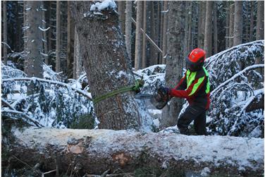 Die Aufarbeitung von Windwurfholz ist eine der gefährlichsten Arbeiten im Wald; an der Forstschule Latemar werden nun für Personen mit Erfahrung in der Waldarbeit Kurse mit der Motorsäge auf Windwurfflächen angeboten. Foto: LPA