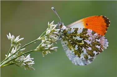 Prächtige Falter können in der Sonderausstellung "Bye, bye Butterfly" im Naturparkhaus Puez-Geisler bestaunt werden. Foto: LPA/Sepp Hackhofer