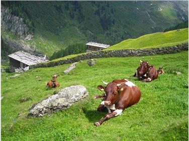 Tierbewegungen auf Almen im Trentino oder in der Provinz Belluno erfolgen ab morgen digital -Foto: LPA