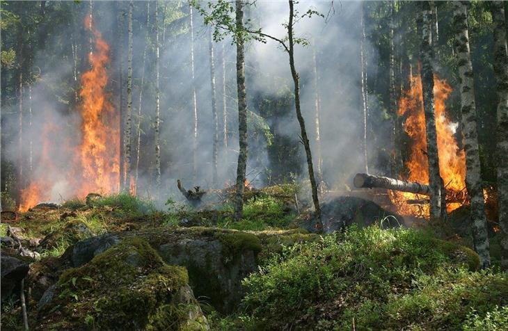 Die derzeitige Hitzewelle steigert die Gefahr eines Waldbrands, der Landsforstdienst ruft zu Vorsicht auf - Foto: pixabay.com