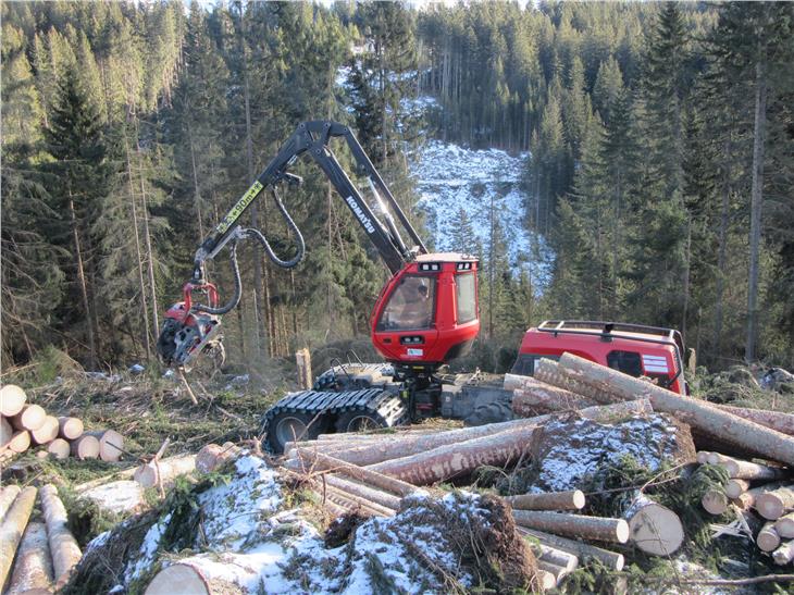 Aufräumarbeiten nach Vaia: Für Harvester (im Bild) gibt es geringere Prämien als für Arbeiten mit Seilkran. (Foto: LPA/Landesabteilung Forstwirtschaft)