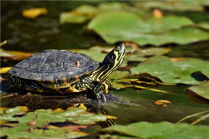 Wer exotische Tierarten beziehungsweise Schildkrötenarten hält, muss dies bis zum 31. August melden - Foto: pixabay.com
