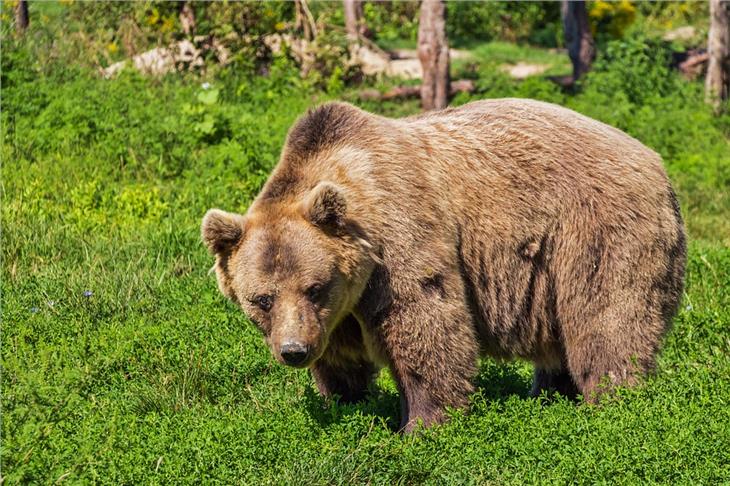 Braunbär: Vor allem von größeren Gruppen hält er Abstand. (Foto Pixabay)