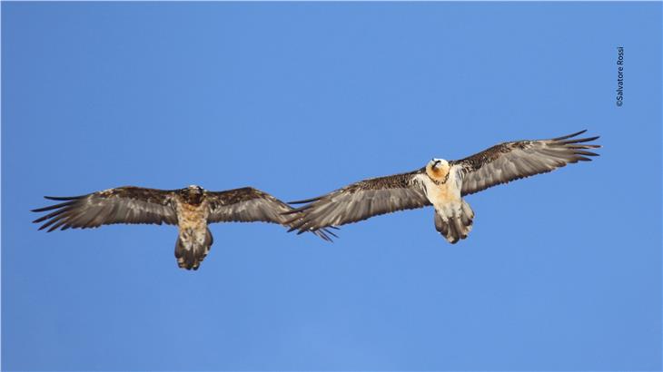 Zwei Bartgeier im Gleitflug: Wer den Greifvogel sieht, soll ihn fotografieren und dem Nationalpark Stilfserjoch melden. Foto: Salvatore Rossi ©