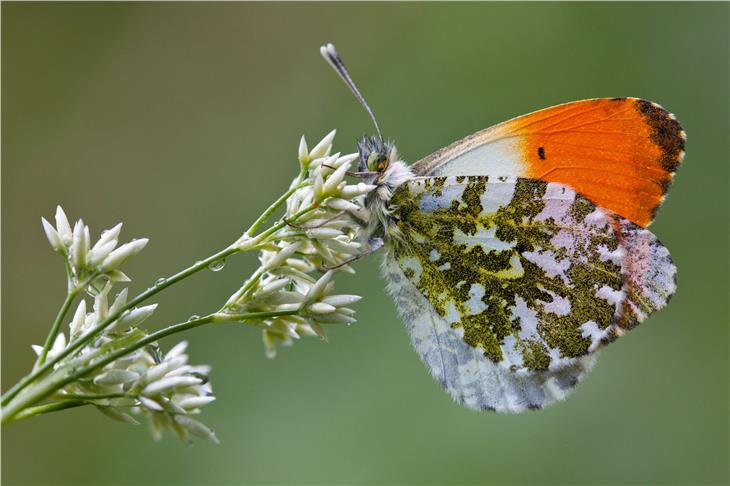 Die Naturparkhäuser schließen kommende Woche, bis dahin kann die Ausstellung "Bye bye Butterfly" im Naturparkhaus Puez-Geisler noch besichtigt werden. (Foto: LPA/Josef Hackhofer)