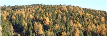 Forsttagsatzungen sind jährliche Informationsveranstaltungen, bei denen die Forstbehörde über neue Entwicklungen informiert. Im Bild: Fichten-Lärchen-Wald. (Foto: LPA)