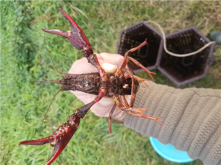 Exemplar des Roten Amerikanischen Sumpfkrebses. (Foto: LPA/Landesamt für Jagd und Fischerei)