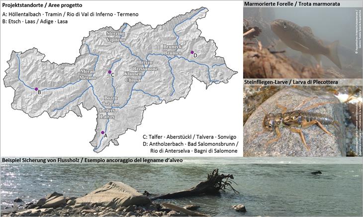 Revitalisierung von Fließgewässern durch gesicherte Holz-Elemente im Bachbett: Die Umsetzung des Pilotprojekts ist auf die vier Zonen des Bereichs Wildbachverbauung aufgeteilt. (Quelle: Agentur für Bevölkerungsschutz)