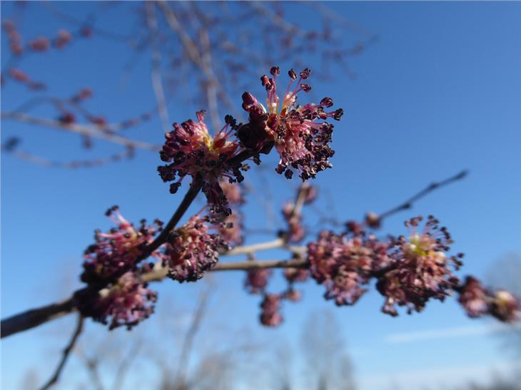 Die Ulme öffnet ihre Blüten bereits im Spätwinter, schönes Wetter begünstigt ihren Pollenflug. (Foto: Landesagentur für Umwelt und Klimaschutz/Edith Bucher)