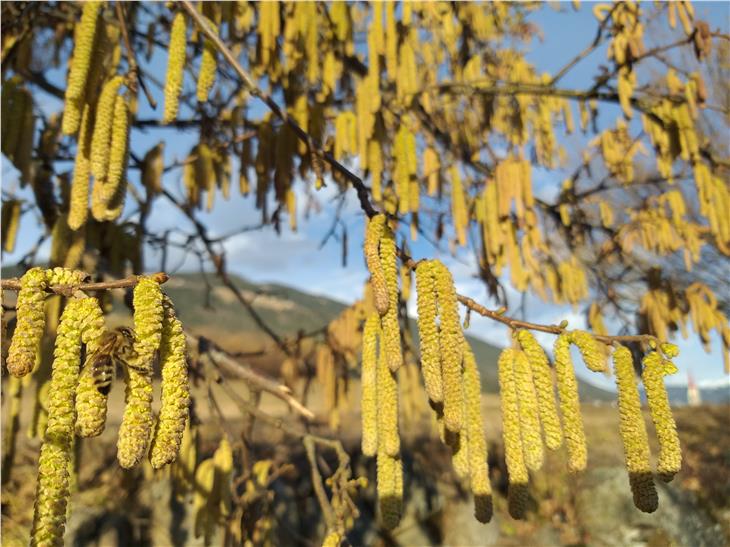 Frühlingsboten: Bienenumschwärmt zeigte sich dieser Haselnussstrauch am Sonntag, 23. Februar, bei Issing in Pfalzen. (Foto: LPA/Maja Clara)