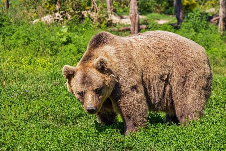 Vorsichtsmaßnahmen gegen Bären (im Bild: Symbolbild): Vieh in Sicherheit bringen, Gebäudetüren schließen, keine Essensreste im Freien lassen, Hunde an die Leine. (Foto: pixabay.com)