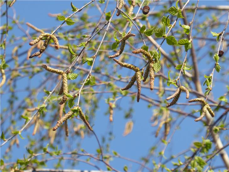 Die Blütenkätzchen der Birke öffnen sich zeitgleich mit dem Blattaustrieb. (Foto: Landesagentur für Umwelt und Klimaschutz/E. Bucher).