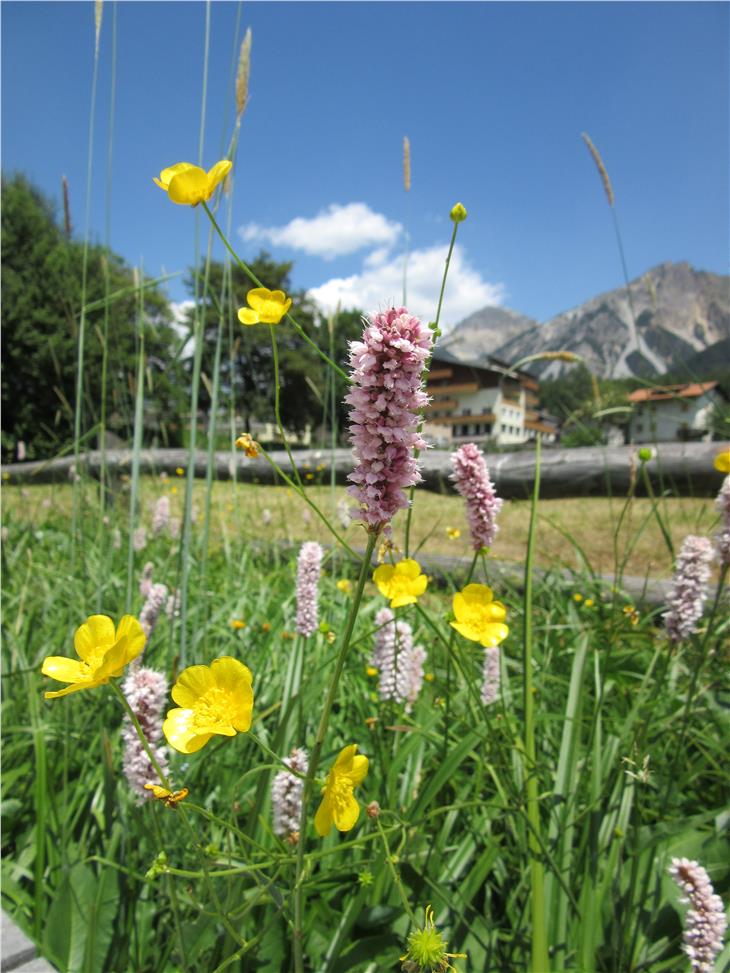 Grünstreifen werden in Zukunft anstatt mit Rasen artenreich bepflanzt: Freie Flächen im Siedlungsgebiet werden als Ressource für Lebensqualität aufgewertet. (Foto: Landesamt für Natur)