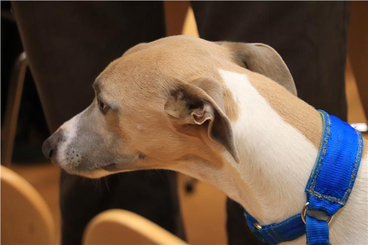 Kann ich meinen Hund spazieren führen, wenn ich in Quarantäne bin? Der Veterinärdienst des Südtiroler Sanitätsbetriebs gibt Antworten auf die häufigsten Fragen von Tierbesitzern. (Foto: LPA/Maja Clara)