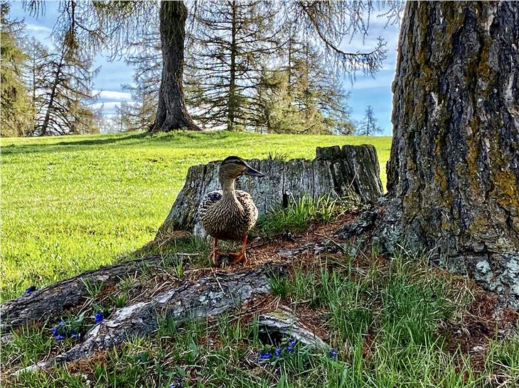 Die Natur zeigt sich in diesen Wochen von einer neuen Seite; das Bild hat Diddi Osele heute (30. April) auf dem Salten festgehalten.