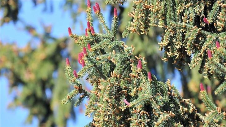Die weiblichen Blüten lassen die Fichtenbäume rot aufleuchten - und sorgen oft für weithin sichtbare Staubwolken. (Foto: LPA/Landesabteilung Forstwirtschaft)