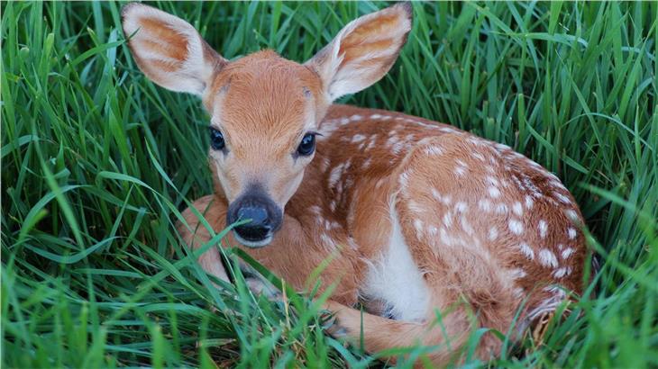 Scheinbar hilflose Rehkitze sollten in Ruhe gelassen werden, informiert das Landesamt für Jagd und Fischerei. (Foto: LPA/iStock)