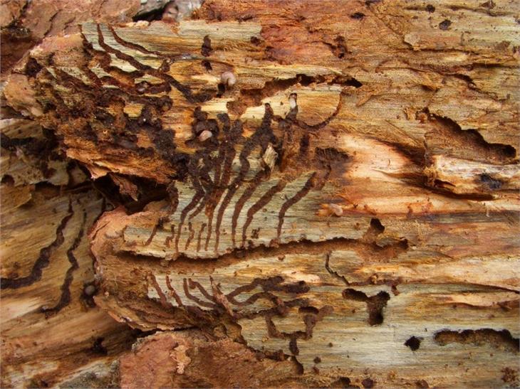 Der schädliche Fichtenborkenkäfer greift sowohl geschwächte, als auch liegende Bäume an und bringt diese zum Absterben. Ein neues Faltblatt gibt nun wichtige Informationen und Tipps. (Foto: LPA/Forstabteilung)