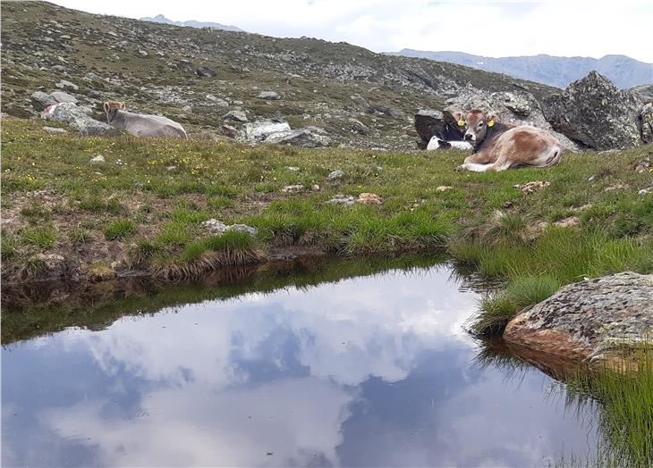 Rinder auf der Alm: Wollen Viehbauern Förderung erhalten, müssen sie einen Höchstbesatz pro Hektar einhalten. Das war von März bis Mai 2020 erschwert möglich. (Foto: LPA/Guido Steinegger)