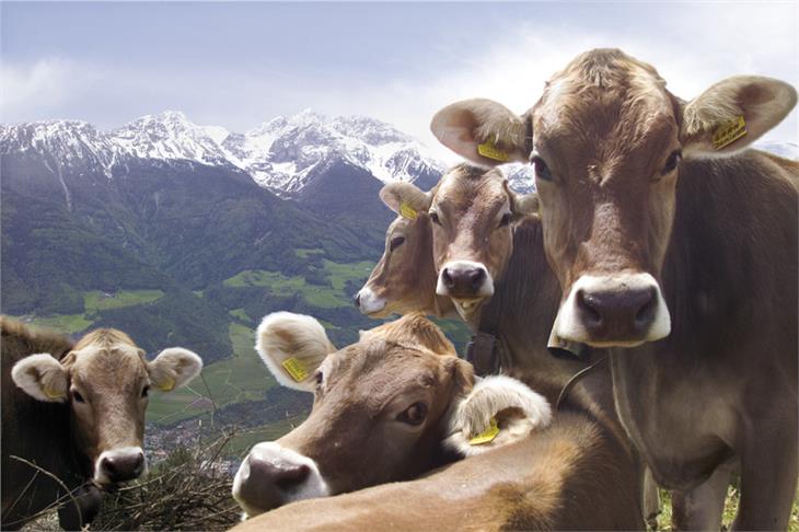 "Kühe auf der Alm sind ein wesentliches Teil des Landschaftsbild" so Schuler beim Webinar. (Foto: IDM)