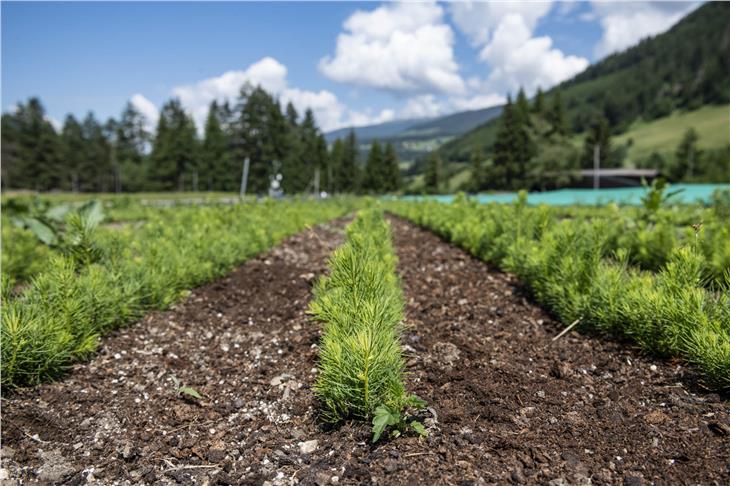 Nicht nur die Bringung von Tot- und Schadholz, auch Investitionen in Jungbestände werden gefördert. Im Bild: Jungpflanzen im Forstgarten des Landes Südtirol bei Welsberg (Foto: LPA/Ivo Corrà)