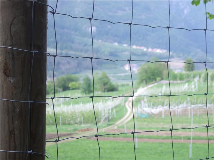 Wildzaun gegen Schäden an mehrjährigen landwirtschaftlichen Kulturen: Für Vorbeugemaßnahmen wie diese gibt es Beihilfen, für die die Landesregierung gestern neue Richtlinien beschlossen hat. (Foto: Südtiroler Bauernbund)