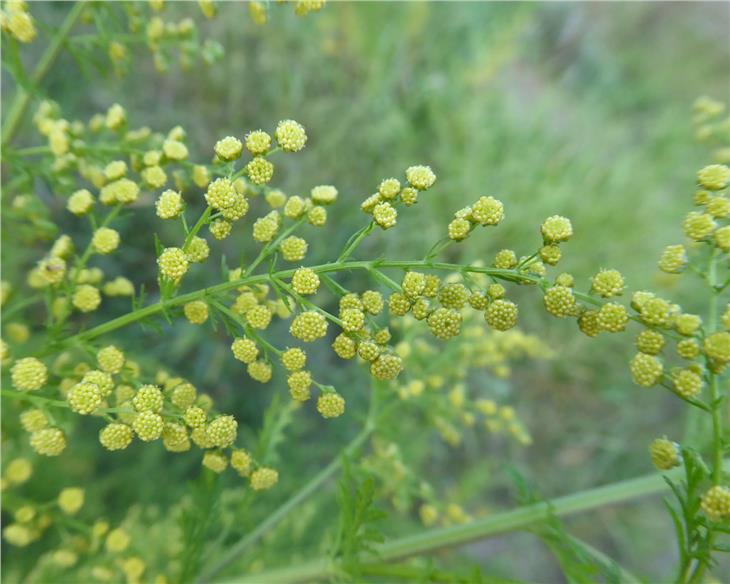 Die gelben Blütenköpfchen des einjährigen Beifußes (Artemisia annua) schütten große Pollenmengen aus. (Foto: Landesagentur für Umwelt und Klimaschutz/ Edith Bucher)