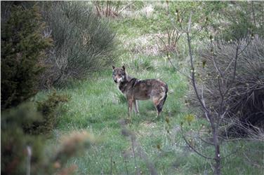 Südtirols Förster haben eine Wolfsmonitoring-Ausbildung durchlaufen. Foto: LPA/Amt für Jagd und Fischerei