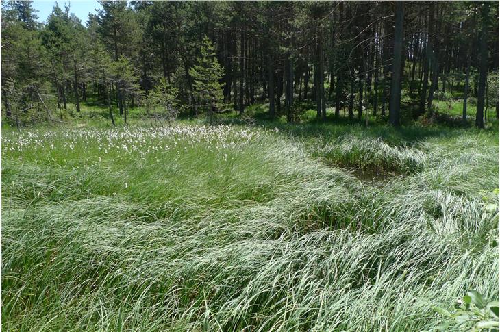 Der verbliebene Waldgürtel um das Biotop Hofermoos in Deutschnofen wird nicht verkleindert: Das hat die Landesregierung beschlossen. (Foto: LPA/Landesamt für Natur)