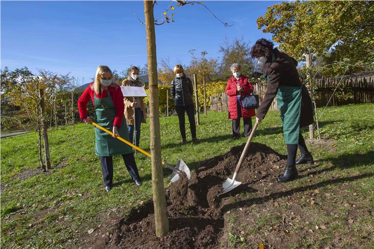 Zum Auftakt des Jahres der Chancengleichheit wurde in den Gärten von Schloss Trautmannsdorff ein Maulbeerbaum gepflanzt (im Bild v.l. Ulrike Oberhammer, Gabriele Pircher, Martha Stocker, Luisa Gnecchi und Donatella Califano - Foto: LPA/Seehauser)