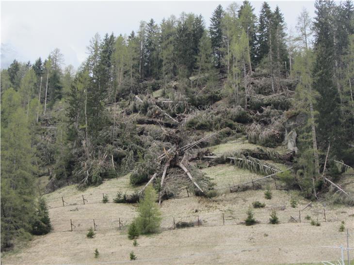 Nach der Schneeschmelze 2019 (im Bild) wurde bis in den Herbst 2019 die Forststraße errichtet und ab Frühjahr 2020 das Holz entfernt, erst danach konnte mit der Instandsetzung begonnen werden. (Foto: LPA/Amt Wildbach- und Lawinenverbauung Ost)