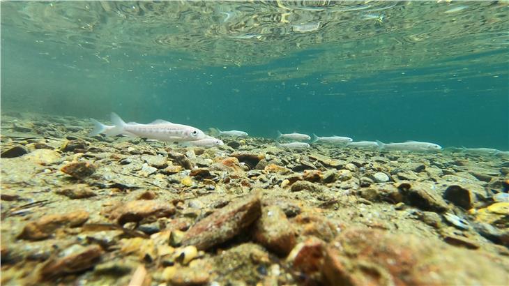 Heimische Adria-Äschen tummeln sich nun wieder im Durnholzer See. Möglich wurde dies durch das Projekt "Äsche Talfer". (Foto: Aquatisches Artenschutzzentrum)