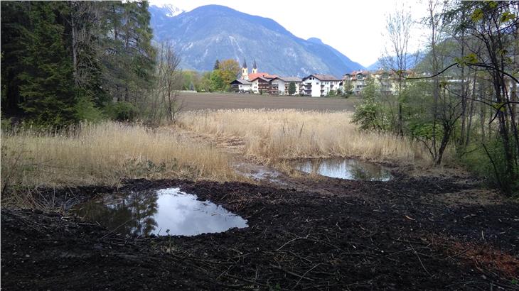 Einige kleinere Wasserflächen wurden im Biotop Sternbachmoos in Bruneck geschaffen. Sie sollen als Lebensraum für Amphibien und Reptilien dienen. (Foto: LPA/Amt für Natur)