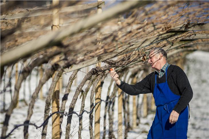 Für Zuschüsse an kleinere und mittlere Landwirtschaftsbetriebe gelten nun neue Kriterien. (Foto: IDM/Florian Andergassen)