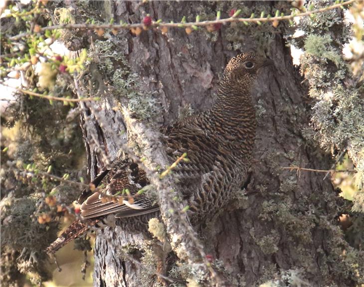 Mehr als 27.000 Euro an Fördergeldern wurden von der Kommission für den Landschaftsfonds für die Erhaltung und Verbesserung von Lebensräumen des Birk- und Auerwilds genehmigt (im Bild ein Birkhuhn). (Foto: LPA/Horand Maier)