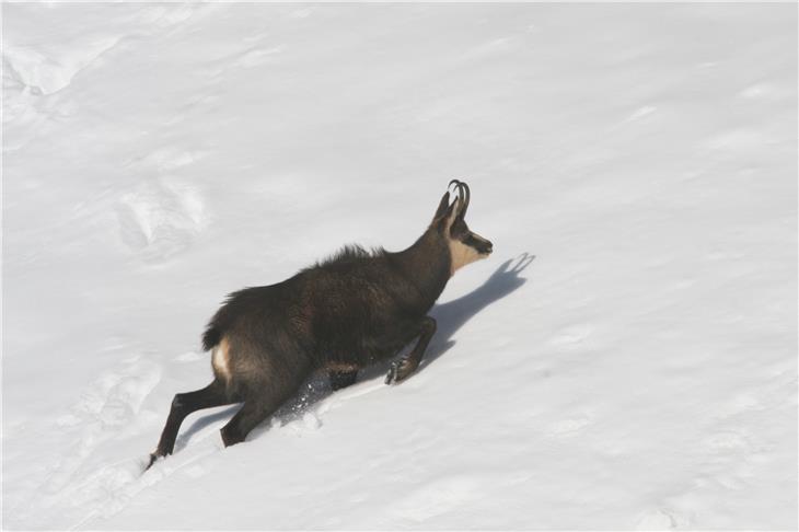 Werden Wildtiere wie Gämsen (im Bild) aufgeschreckt, fliehen sie und verlieren viel ihrer im Winter dringend benötigten Energie. (Foto: LPA/Landesamt für Jagd und Fischerei)