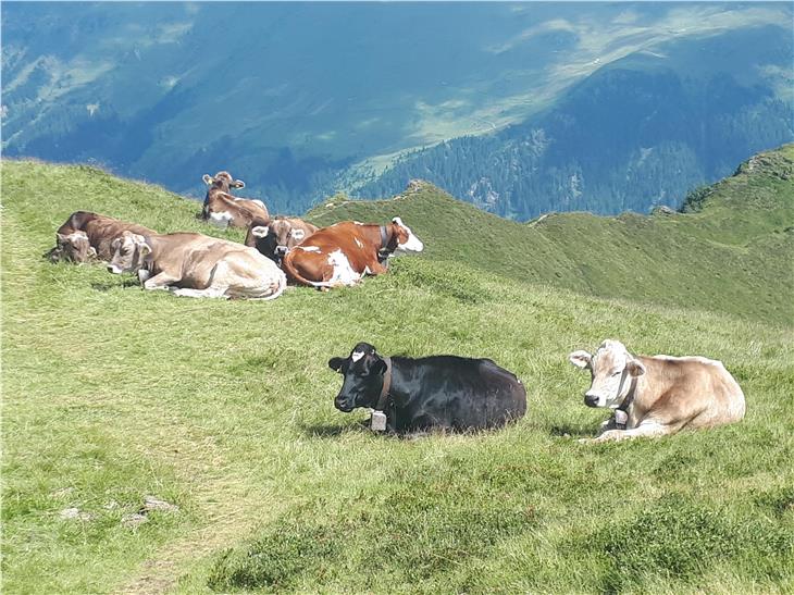 Vieh auf der Alm. Junglandwirte mit Existenzgründungsbeihilfe müssen den durchschnittlichen Viehbesatz coronabedingt erst ein halbes Jahr später nachweisen. (Foto: LPA/Landesabteilung Landwirtschaft)