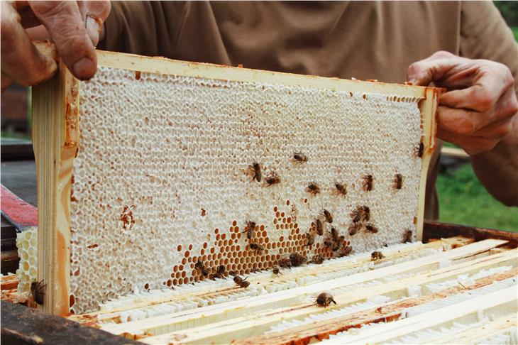 Imkerverbände können die Beiträge unter anderem für Vermittlung neuer Erkenntnisse im Bereich Bienenzucht verwenden. (Foto: unsplash.com)