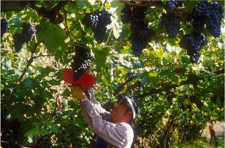 Wie die Südtiroler Landwirtschaft 2020 trotz Corona-Krise doch noch ausreichend Erntehelfer gefunden hat, hat die Beobachtungsstelle für den Arbeitsmarkt untersucht. (Foto: LPA)