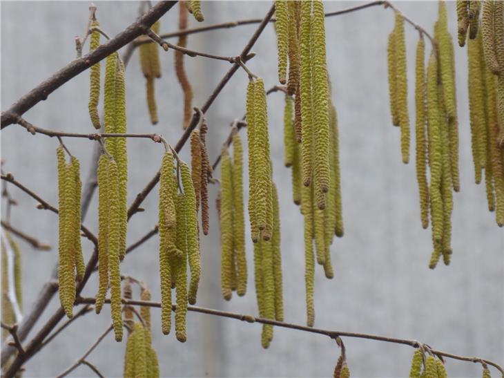 Diese Hasel hat ihre Blütenkätzchen bereits geöffnet. Bei sonnigem, leicht windigem Wetter fliegen die Pollen besonders gut. (Foto: Landesagentur für Umwelt und Klimaschutz/Edith Bucher)