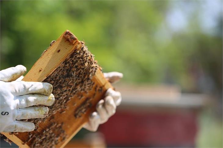 Die Landesregierung hat die Richtlinien für die Errichtung der Bienenstände und Lehrbienenstände genehmigt. (Foto: LPA/pixabay)